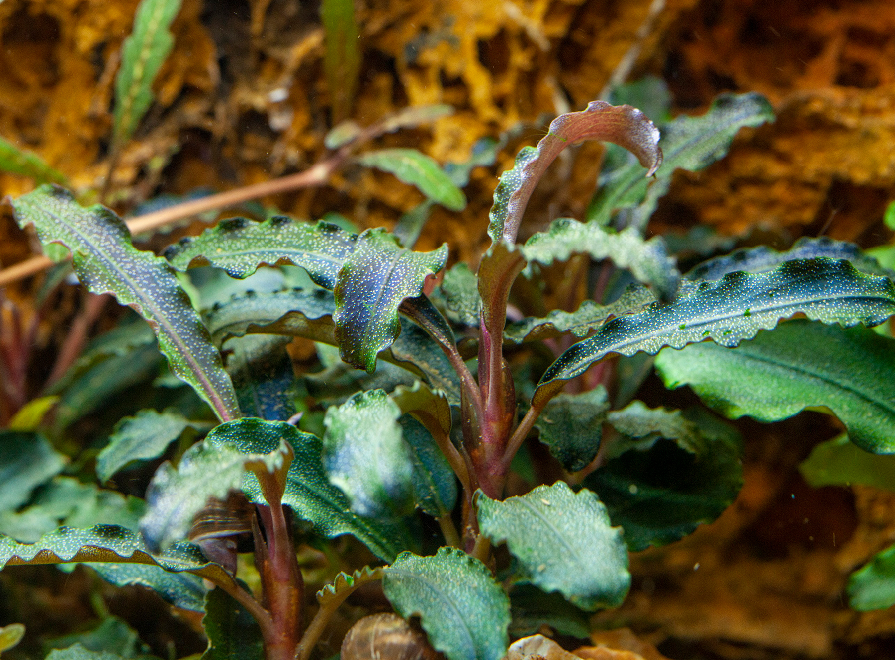 Bucephalandra sp. Kedagang (Bucephalandra)